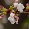 嬉しい桜の季節に　「花より団子～風の木ワイワイお茶会」　開催のお知らせです