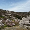 2024お花見、夢農場の山桜を見に