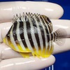 【現物10】シマヤッコ 6cm±! 海水魚 生体 15時までのご注文で当日発送【ヤッコ】