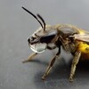 コハナバチの仲間の吐き戻し