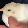 ミトちゃん大人の予感  #ヒメウズラ