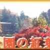於大公園 ： 紅葉風景・・・１１月に入るとモミジから紅葉が始まり空きが深まっていきます。