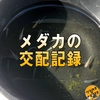 【交配記録】煌×紅帝F3はF2の青系から発生した冬産まれの屋外育ちでなんかスゴい