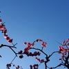 今朝の梅の木……
