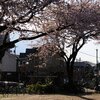 桜散る