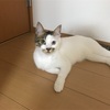 シャルル 遊ぶ。