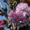 ソメイヨシノが、葉桜になりました。