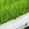田んぼとカエル