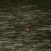 カンムリカイツブリ(Great Crested Grebe)