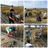 平成29年度田んぼアート稲刈り + 収穫祭が行われました