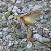 🌞灼熱の荒川河川敷にて昆虫探し😊