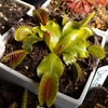 Dionaea 'Low Giant'