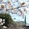 かしわ台で相鉄線と桜を満喫