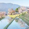 日本の原風景がよみがえる三多気の桜