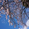 わくわくと不安、桜の季節はすぐそこね🍒🌸