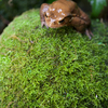 アズマヒキガエル Bufo japonicus formosus