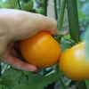 ジャガイモとトマトとラズベリーの収穫（6/30）