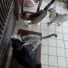 秋の猫レース、開催中。
