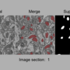 Bioconductor/BioImageDbsパッケージの使い方〜深層学習用の画像アレイデータを取得する〜