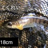 お盆前の渓流釣り