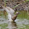 ２０２３年４月、今田遊水池公園にて野鳥観察。