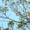 Grey-headed Barbet ハイノドゴシキドリ 