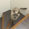 【HAPPY CAT ダイエットニーレ】五ニャン娘みゃあのお気に入りのご飯、キャットフードを探す 