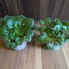 セントポーリア(タロー)の株分けと植え替え