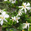 山梔子の白い花