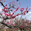 実家ネタ2題
