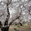 新宿御苑の桜です