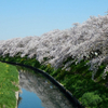 ４月１３日（木）　五条川の桜、カングーのタイヤとオイルの交換