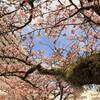 早咲き「あたみ桜」は見頃も長い！｜2025年開花状況、名所、見どころスポット、糸川桜まつり、旅館（静岡県熱海市）