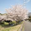 桜に合わせて花見する。