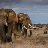 密猟につぐ密猟、草原はズタズタ：アフリカ象は絶滅寸前！  (BBC-News, Mar 25, 2021) 