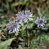 早春の野の花　ユキワリイチゲ