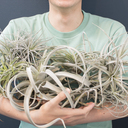 MIDORIのボタニカルハウス　～植物好きが建てる家～