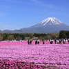 『色散歩／桜色の平原』富士 芝桜まつり