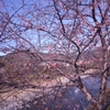 三連休の河津桜。