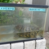 運動会表彰台　→　龍田山