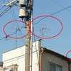 アナログテレビのアンテナ、どうするのかな？