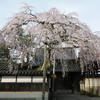 慶恩寺のしだれ桜
