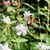 白い花とミツバチ　White flowers and a bee 〈230518〉