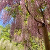 萬葉植物園の藤