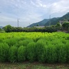 コキア除草＆生垣剪定