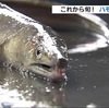 これから旬！ハモの水揚げ