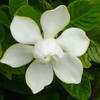 梔子の白い花