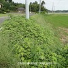 またまた、別荘での草刈り記録です。