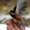 手に乗りえさ食べる野鳥が人気