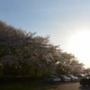 ジョウヤマの桜